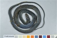 藏品(青蛇)的圖片